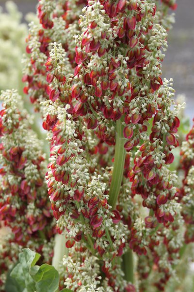 Rhabaraber Rheum rhabarbarum Blüte