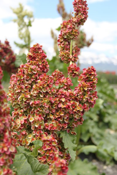Rhabaraber Rheum rhabarbarum Blüte