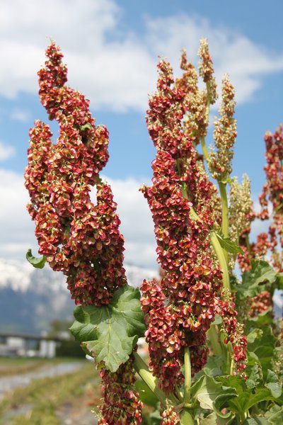 Rhabaraber Rheum rhabarbarum Blüte