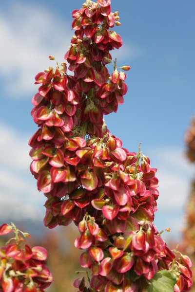 Rhabaraber Rheum rhabarbarum Blüte
