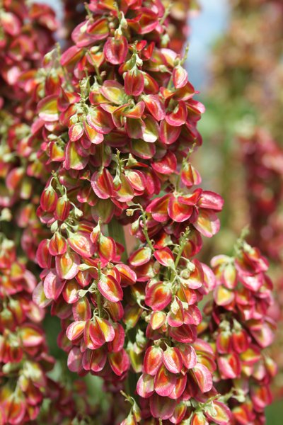Rhabaraber Rheum rhabarbarum Blüte