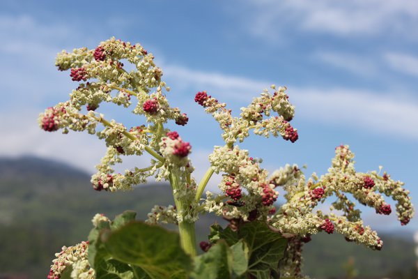 Rhabaraber Rheum rhabarbarum Blüte