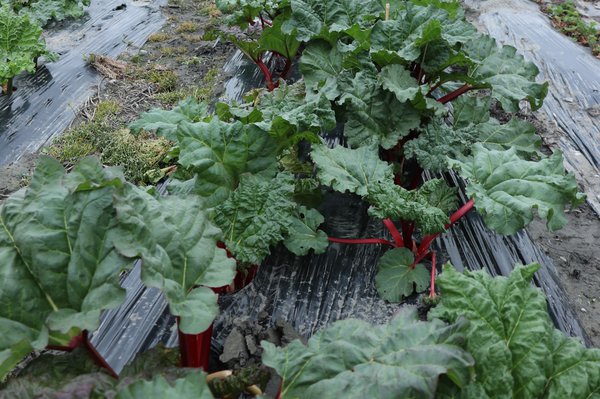 Rhabarberzüchtung Sämlinge mit schönen roten Stielen Lubera