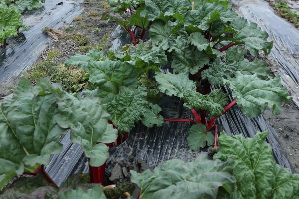 Rhabarberzüchtung Sämlinge mit schönen roten Stielen Lubera