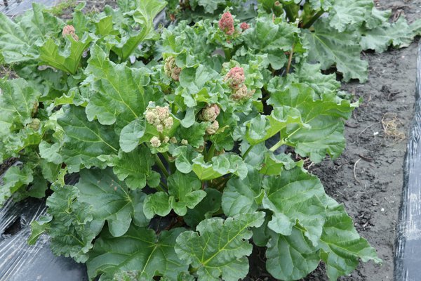 Rhabarberzüchtung mit vielen Blüten Lubera