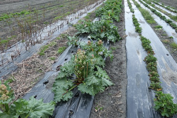 Rhabarberzüchtung Blüten Lubera