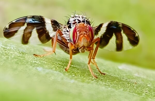 Walnussfruchtfliege, Rhagoletis completa, Adulte Fliege, Walnuss