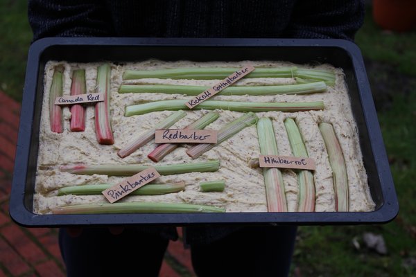 Rheum rhabarbarum, Rhabarber Kuchen vor dem Backen, Sortenvergleich, Bester Rhabarber fr Kuchen