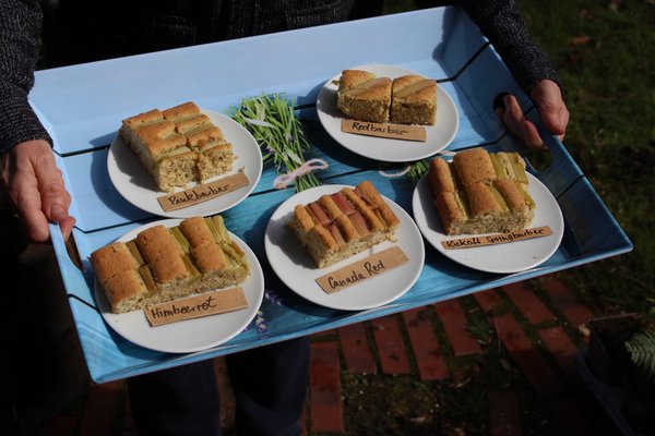 Rheum rhabarbarum, Rhabarber Kuchen nach dem Backen, Sortenvergleich, Bester Rhabarber fr Kuchen