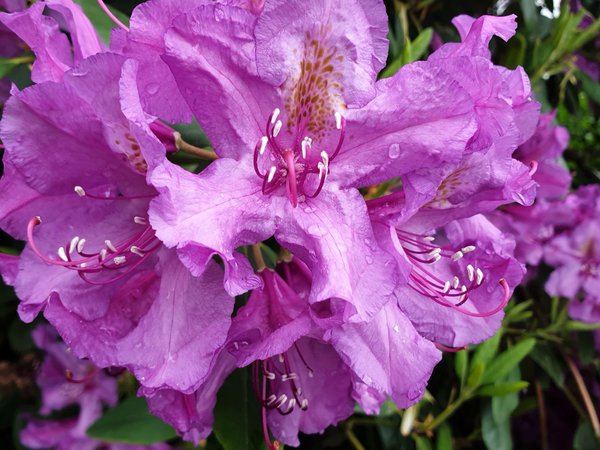 Rhododendron Blüte