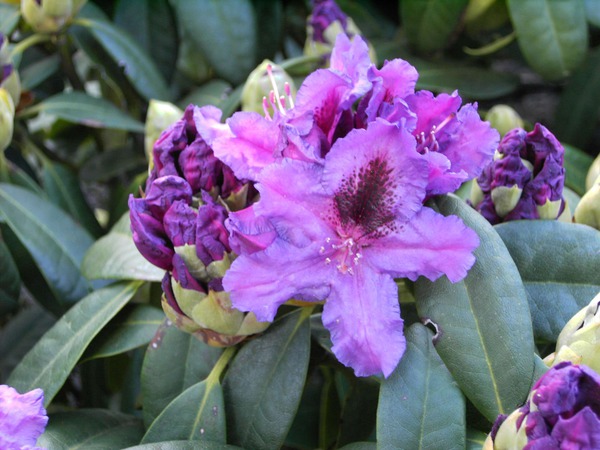 Rhododendron Hybride 'Azurro'