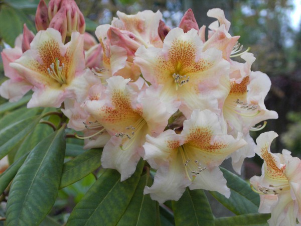 Rhododendron Hybride 'Bernstein'