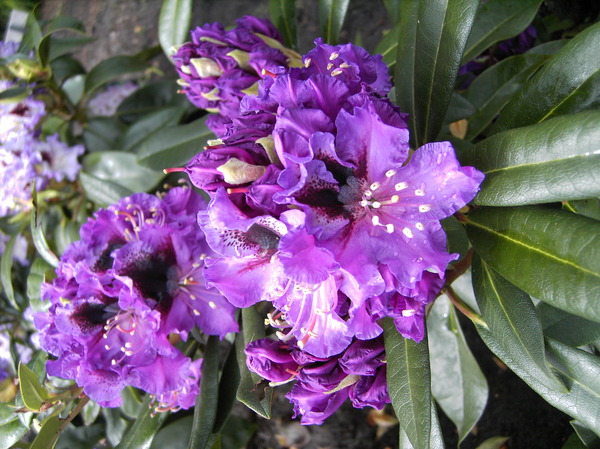 Rhododendron Hybride 'Blaue Jungs'