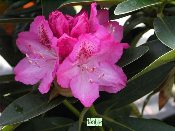 Rhododendron Hybride 'Constanze'