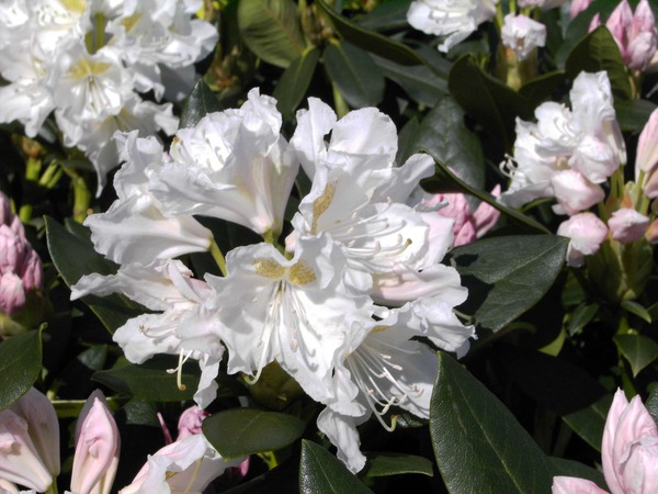 Rhododendron Hybride Cunningham's White