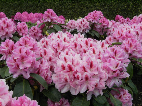 Rhododendron 'Furnivall's Daughter'