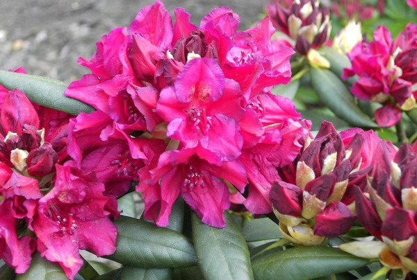 Rhododendron Hybride 'Mrs. P. Den Ouden'