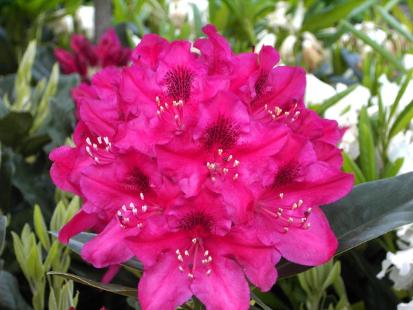 Rhododendron Hybride Nova Zembla
