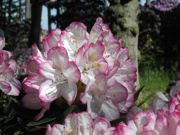 Rhododendron Hybride 'Picotee'
