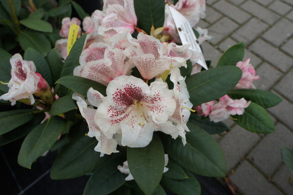Rhododendron Hybride 'Prinses Maxima' (S)
