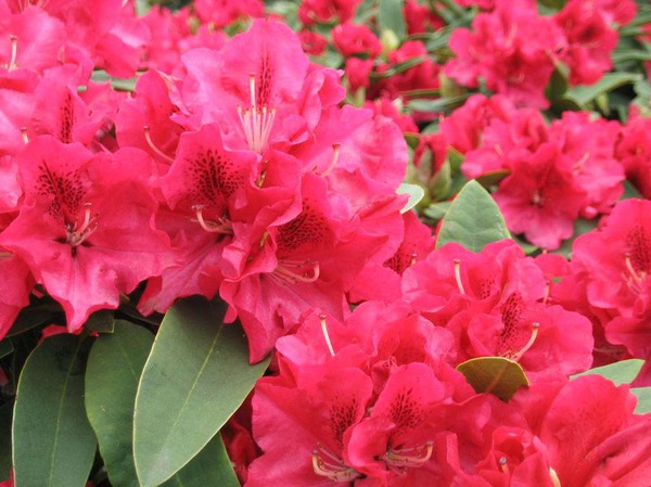 Rhododendron Hybride 'Wilgen`s Ruby'