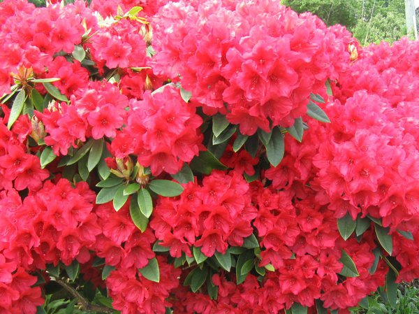 Rhododendron in voller Blüte