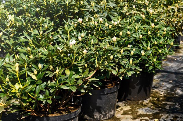 Rhododendron Pflanzen als Containerware