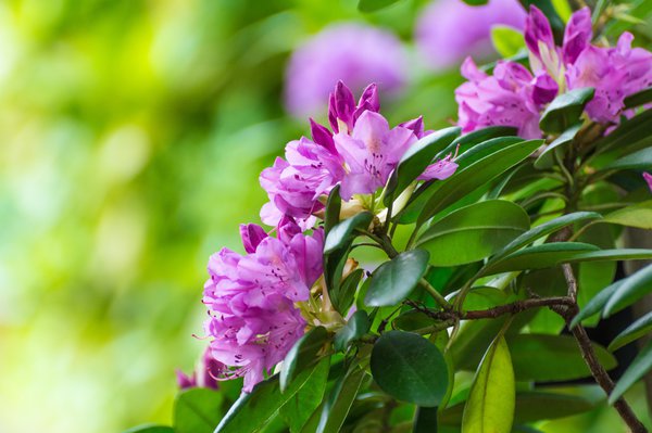 Rhododendron überwintern.