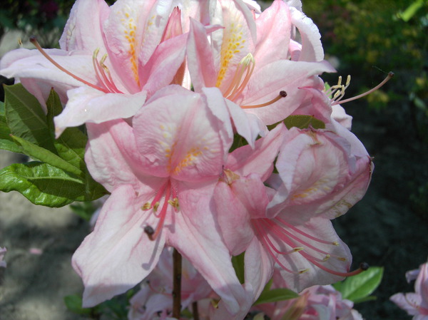 Rhododendron 'Soir de Paris'