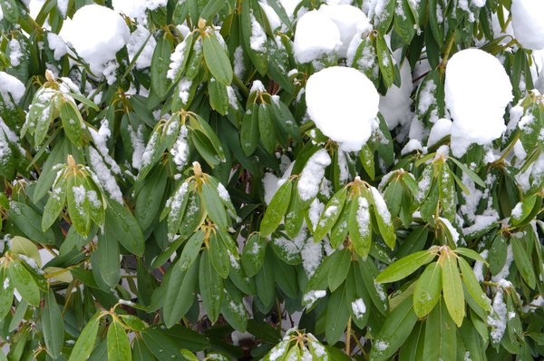 Die meisten Rhododendren sind immergrün