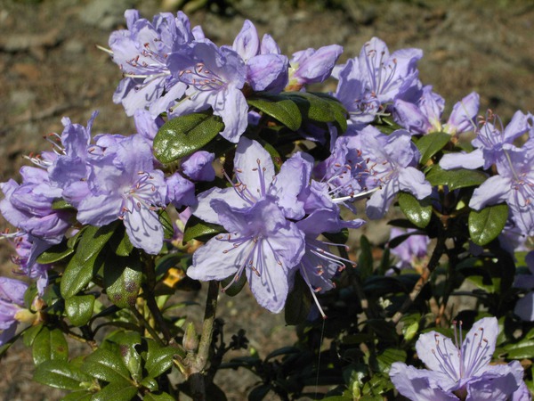 Rhododendron russatum 'Azurwolke'