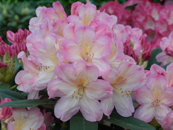 Rhododendron yakushimanum 'Percy Wiseman'