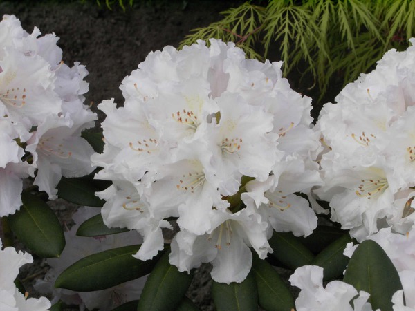 Rhododendron yakushimanum 'Schneewolke'