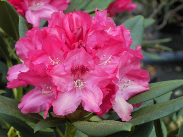 Rhododendron yakushimanum 'Sneezy'