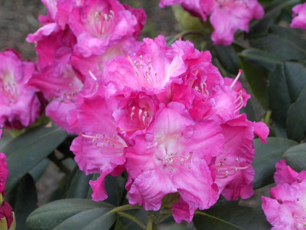 Rhododendron yakushimanum 'Tatjana'