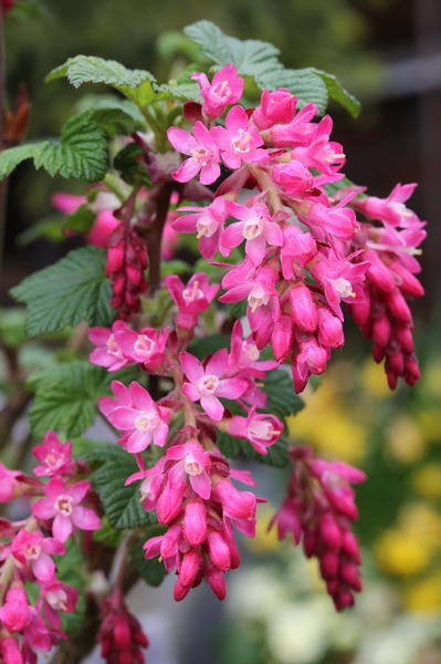 Ribes sanguineum Pulborough Scarlet, Blut-johannisbeere