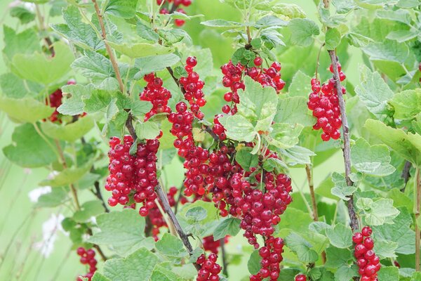 rote Johannisbeeren, rote Johannisbeere, Ribest Sonette, Ribes rubrum