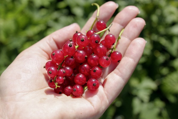 Johannisbeeren Sorten Ribest Susette Lubera