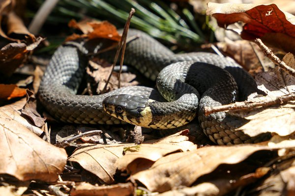 Ringelnatter im Garten