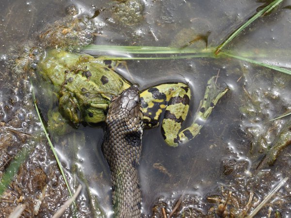 Natrix natrix beim Verzehr eines Frosches