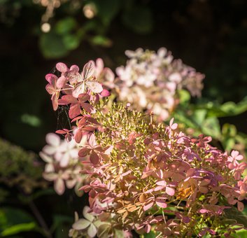 Rosa Rispenhortensie