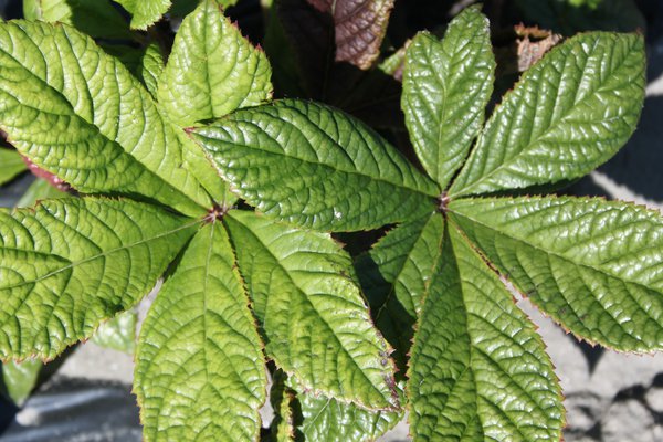 Rodgersia pinnata