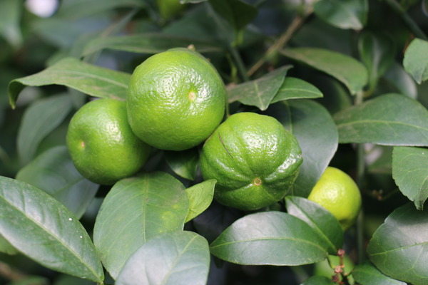 Römische Limette 'Pursha' (Citrus limetta)