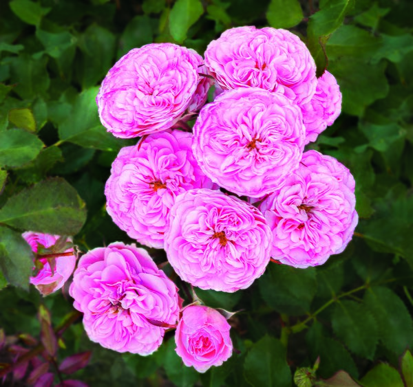 Rose Allure Winterjewel