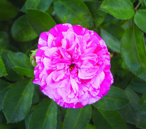 Rose Gaudy Pixie