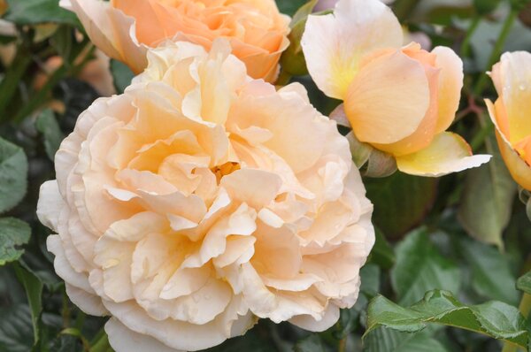 Rose Jordi Roca