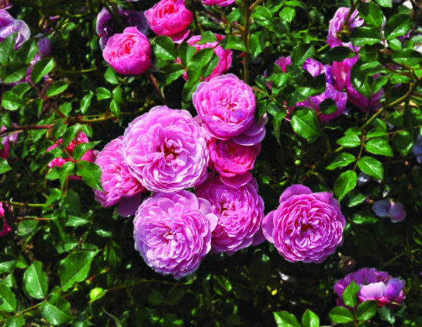 Rose Punch Pixie, zwergrosen pflanzen