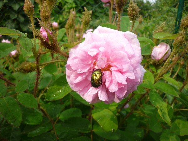 Rosa centifolia muscosa, Rosa Centifolia Muscosa