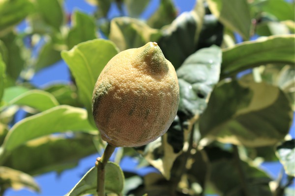 Frucht der Rosafleischigen und buntlaubigen Zitrone