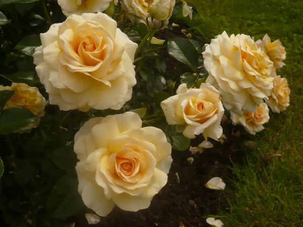 Rose 'Angie'